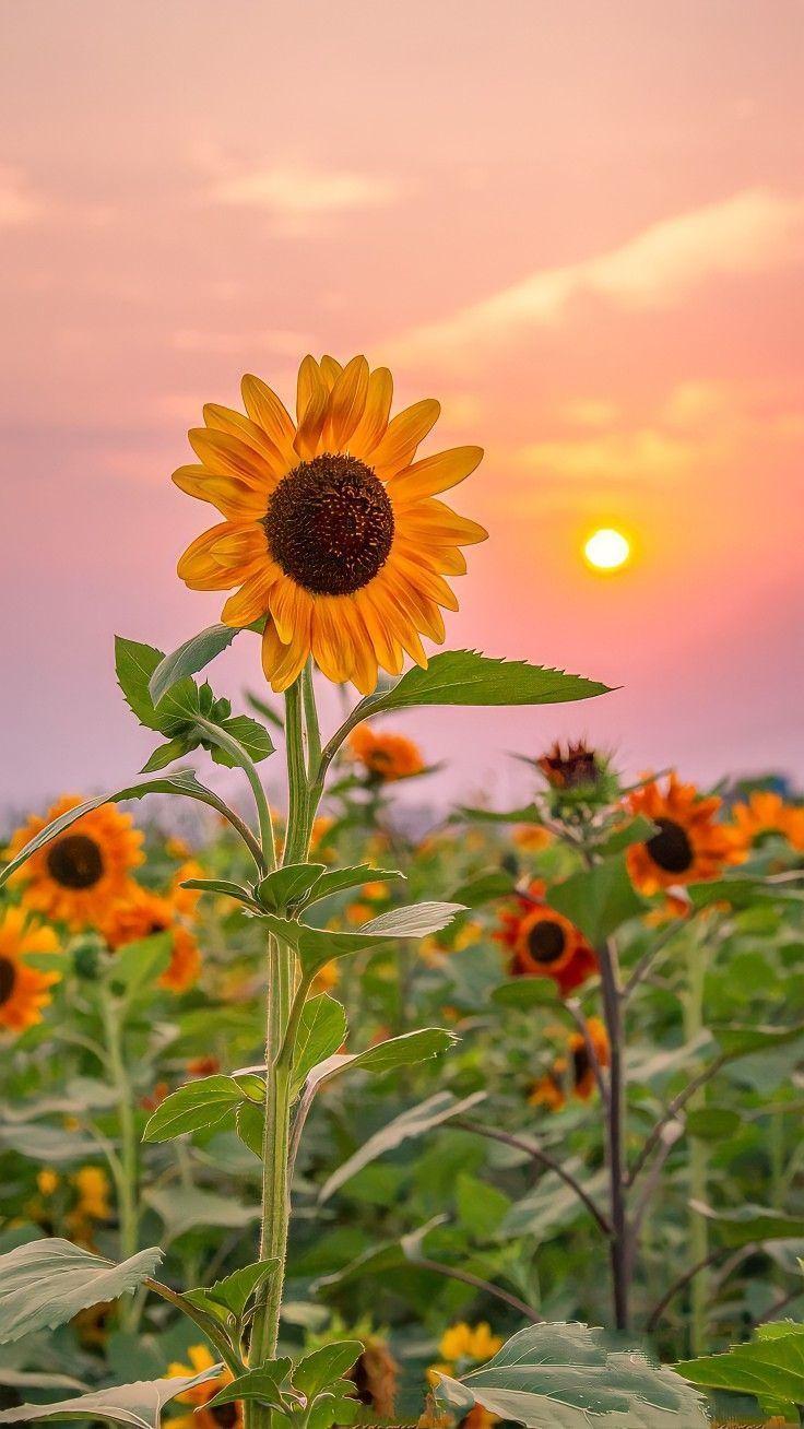 Whispers of Dawn Gentle Blooms
